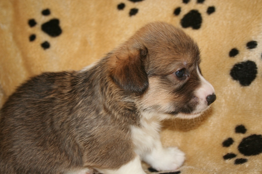 Puppies